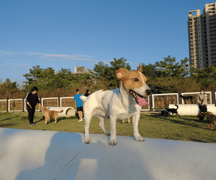 樂業寵物公園