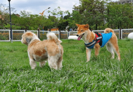 樂業寵物公園