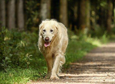 老犬除了活動力變弱之外，患上認知功能障礙的機率很高