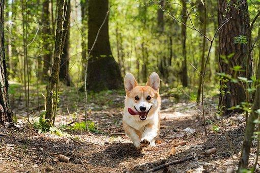 柯基飼養的關節養護建議游泳運動