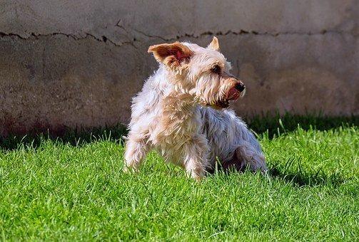 高齡犬或是老年痴呆症的狗狗，建議要改變每餐的食物型態及進食量