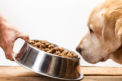 高齡犬飼料