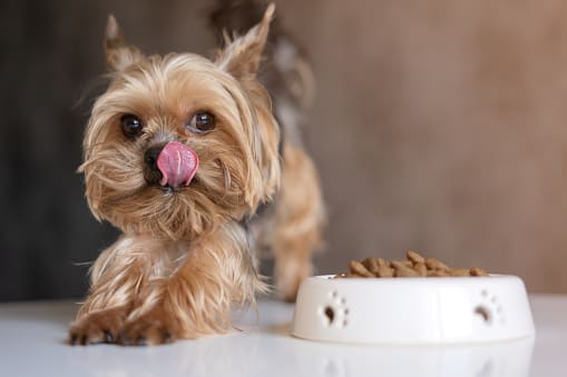 小型犬飼料