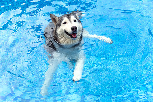 狗狗玩水