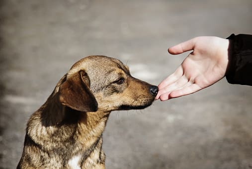 身體力行幫助流浪動物，引導孩子們關愛流浪犬，懂得尊重生命並培養同理心