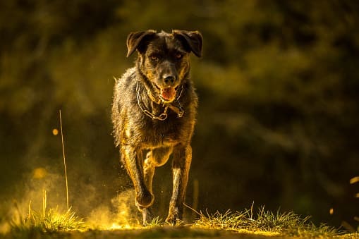 德國牧羊犬