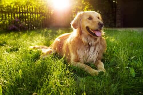 黃金獵犬領養