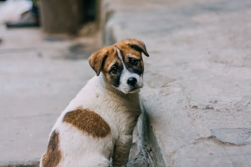 流浪犬