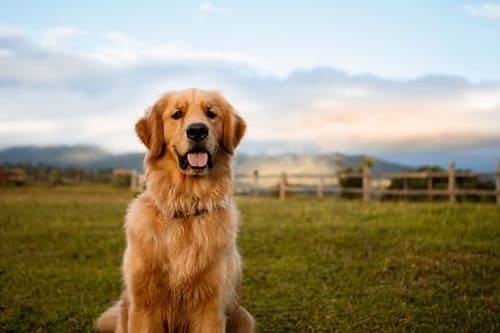 黃金獵犬