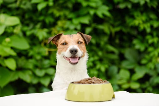 狗飼料