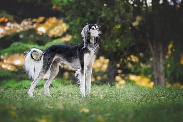 格雷伊獵犬