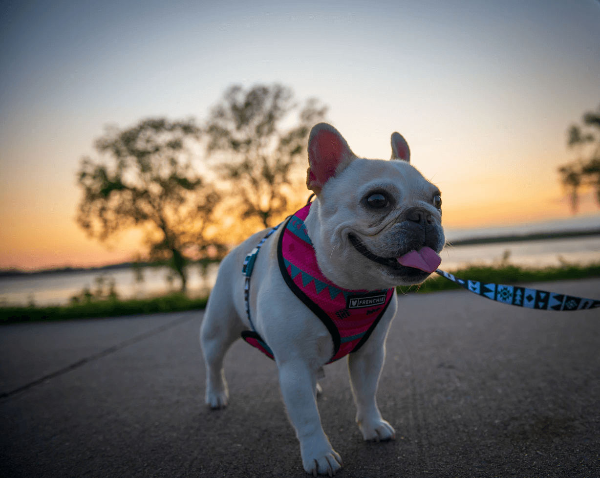 鬥牛犬