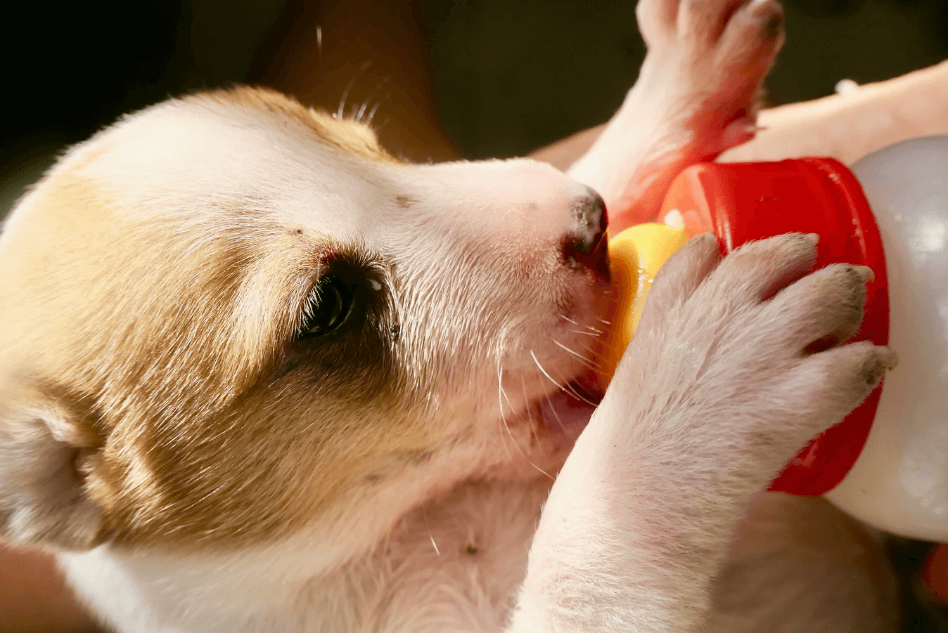 狗狗不能吃什麼？乳製品會引起乳糖不耐症