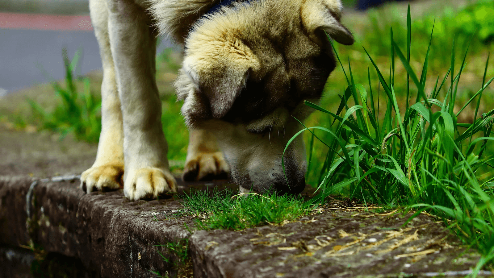 狗狗吃草