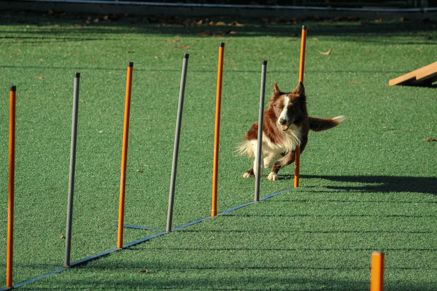 狗學校