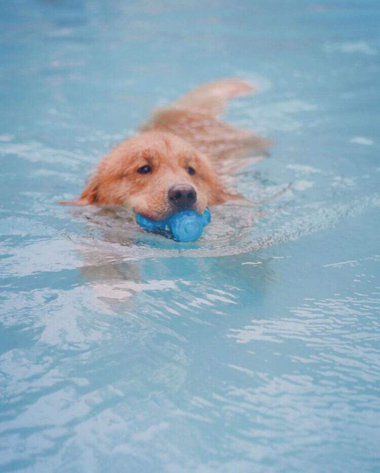 黃金獵犬