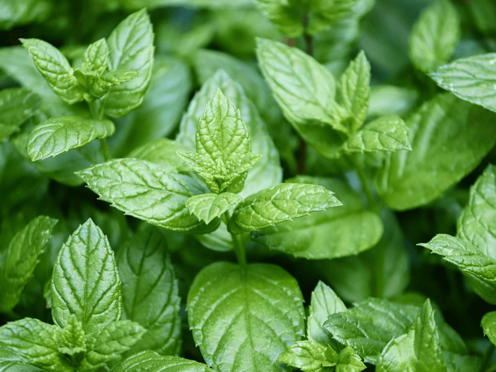 薄荷葉對狗狗帶有毒性，誤食後會出現嘔吐及腹瀉的症狀。