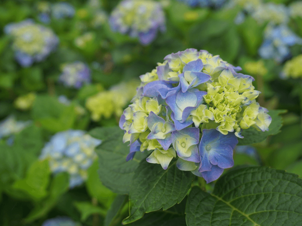 狗狗誤食繡球花會嘔吐、腹瀉之外，還可能會有昏睡狀況