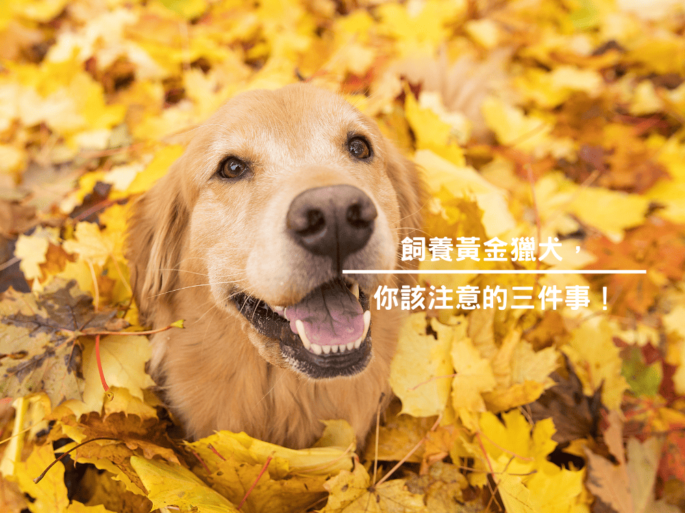 飼養黃金獵犬，你該注意的三件事！