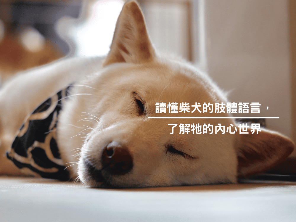 讀懂柴犬的肢體語言，了解牠的內心世界