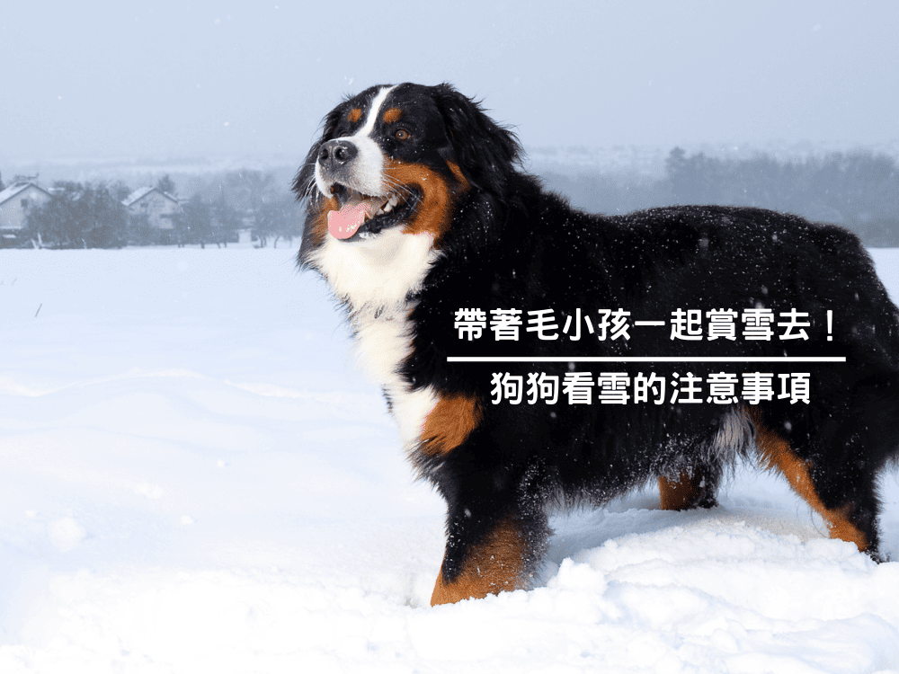 帶著毛小孩一起賞雪去！狗狗看雪的注意事項