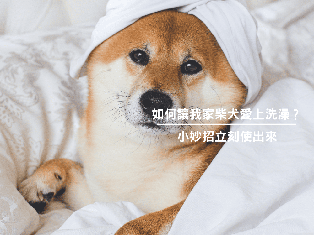 如何讓我家柴犬愛上洗澡？小妙招立刻使出來