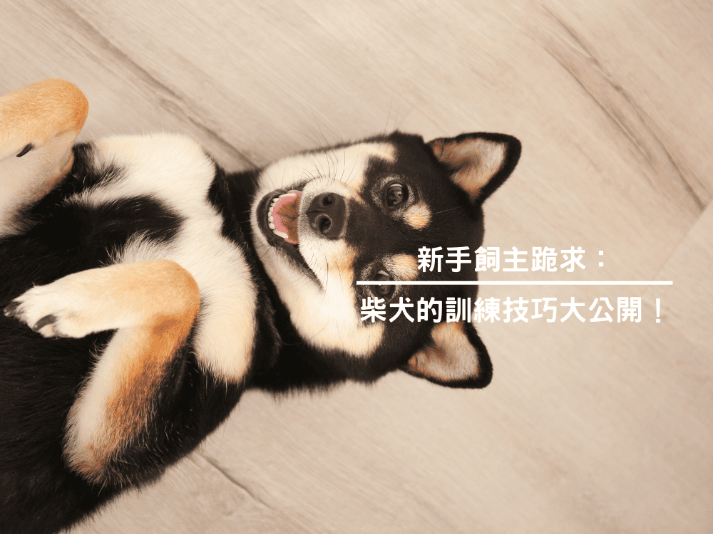 新手飼主跪求：柴犬的訓練技巧大公開！