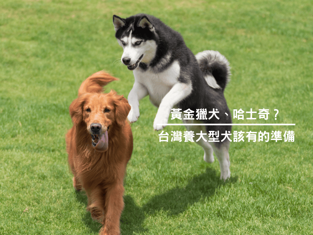 黃金獵犬、哈士奇？台灣養大型犬該有的準備