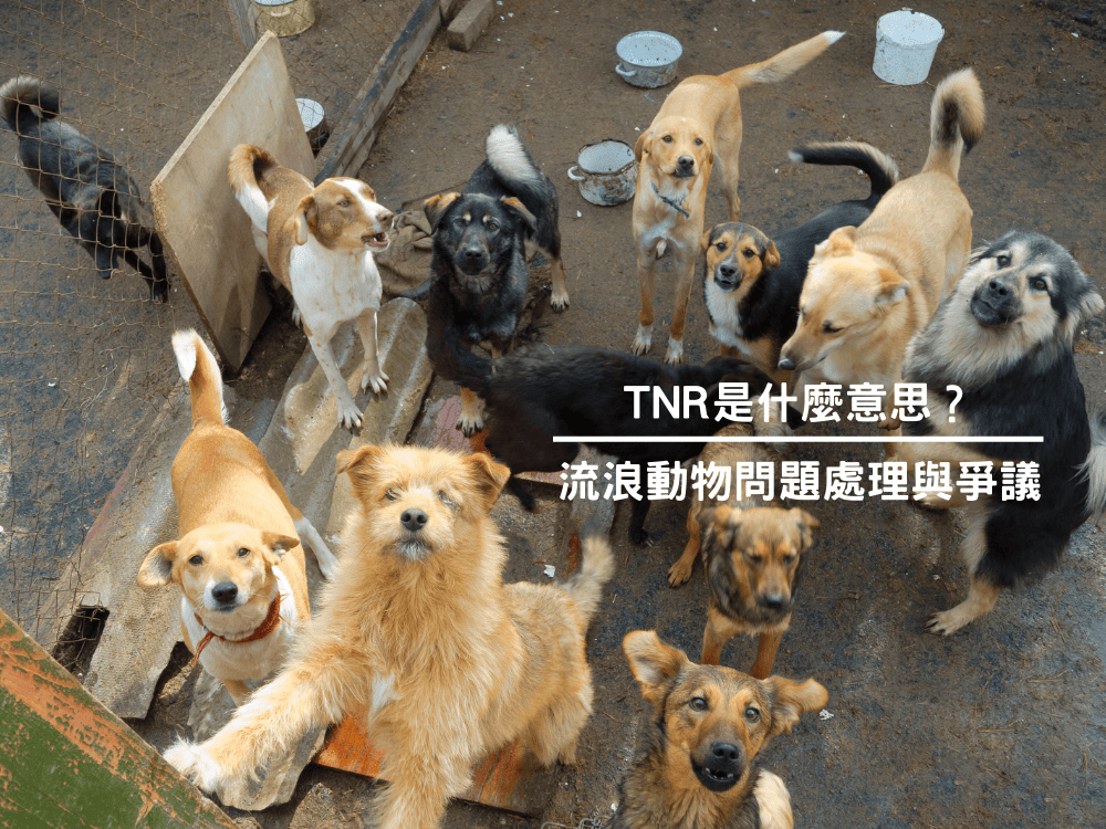 TNR是什麼意思？流浪動物問題處理與爭議