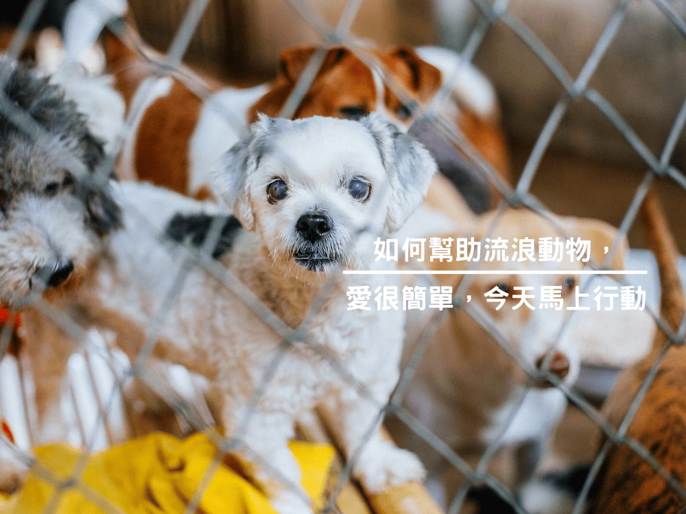 如何幫助流浪動物，愛很簡單，今天馬上行動