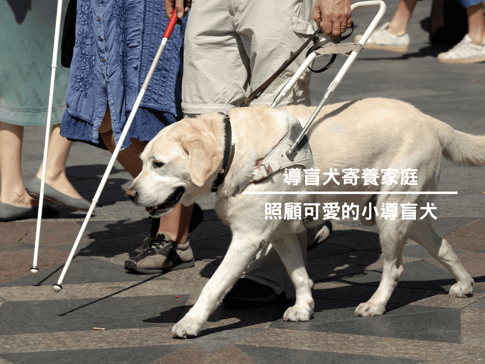 導盲犬寄養家庭~照顧可愛的小導盲犬