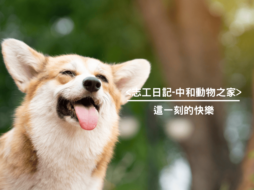 <志工日記-中和動物之家>這一刻的快樂