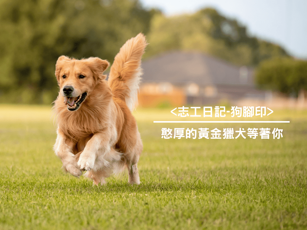 <志工日記-狗腳印>憨厚的黃金獵犬等著你