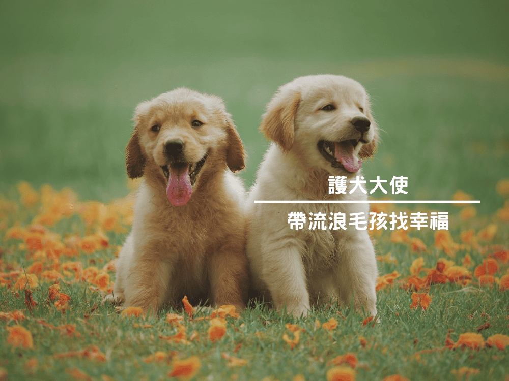 護犬大使~帶流浪毛孩找幸福