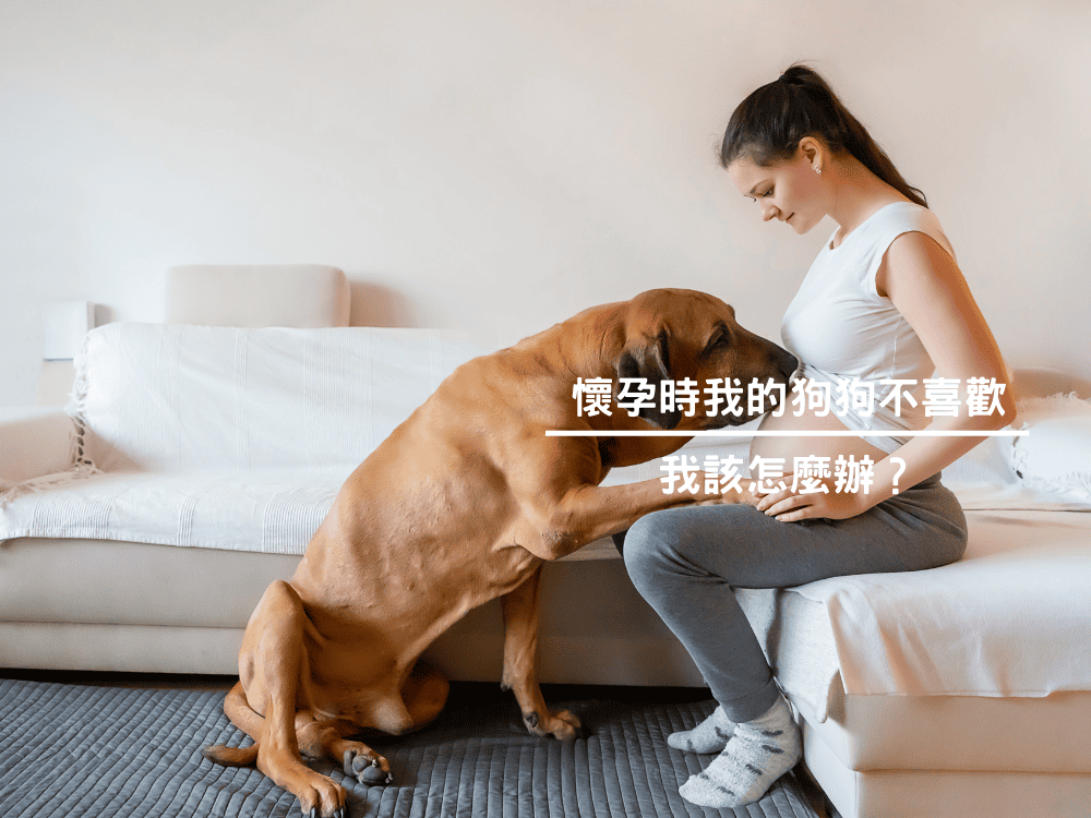 懷孕時我的狗狗不喜歡我該怎麼辦？