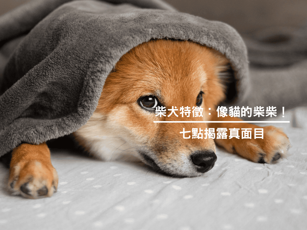 柴犬特徵：像貓的柴柴！七點揭露真面目