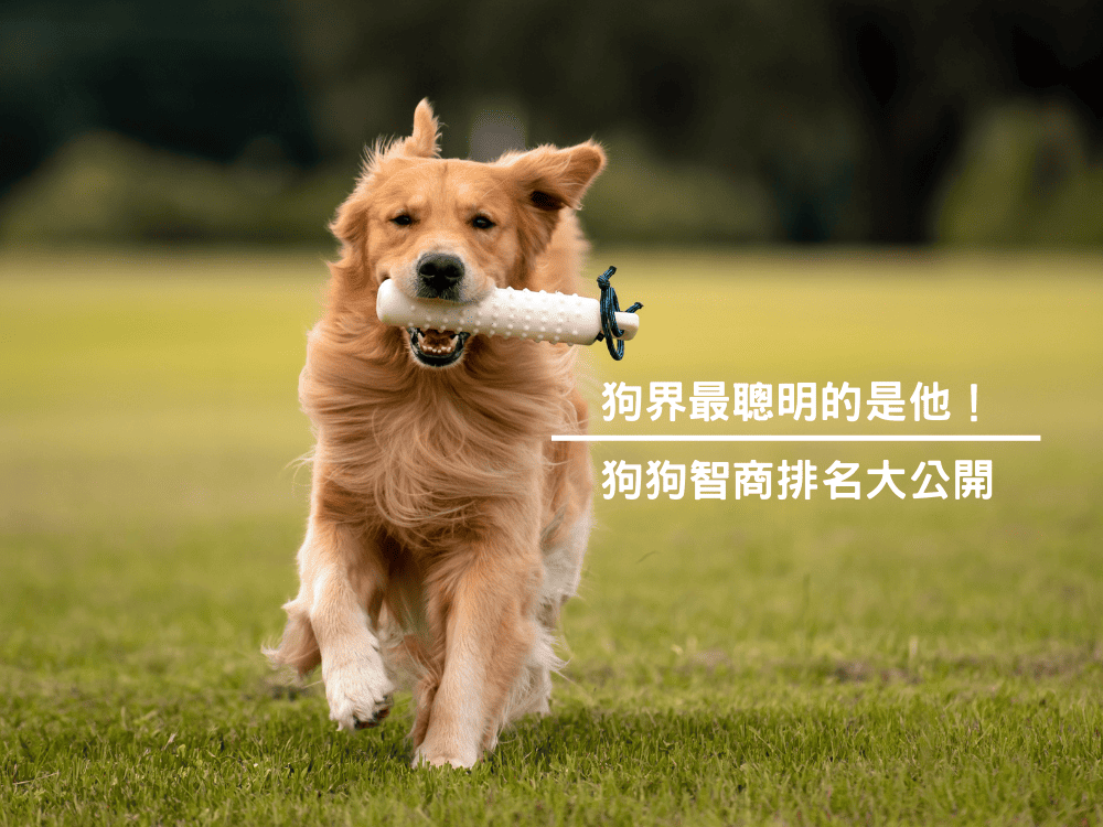 狗界最聰明的是他！狗狗智商排名大公開