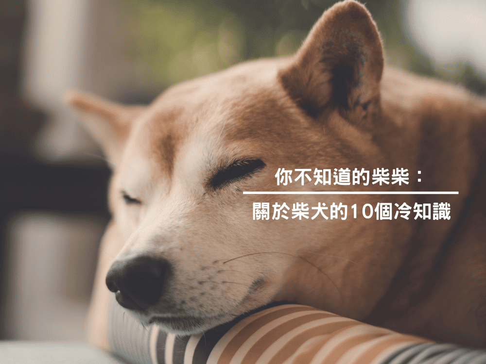 你不知道的柴柴：關於柴犬的10個冷知識