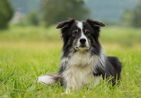 邊境牧羊犬