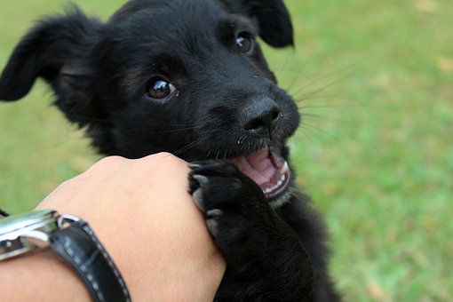 幼犬訓練