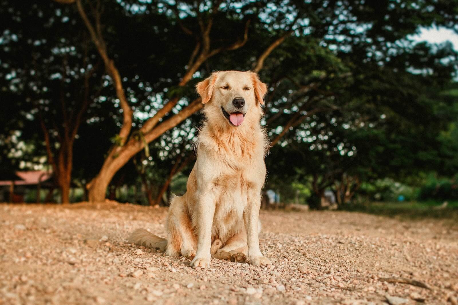 黃金獵犬