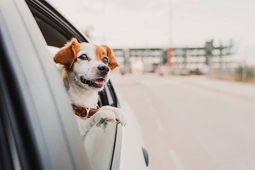 狗狗坐車