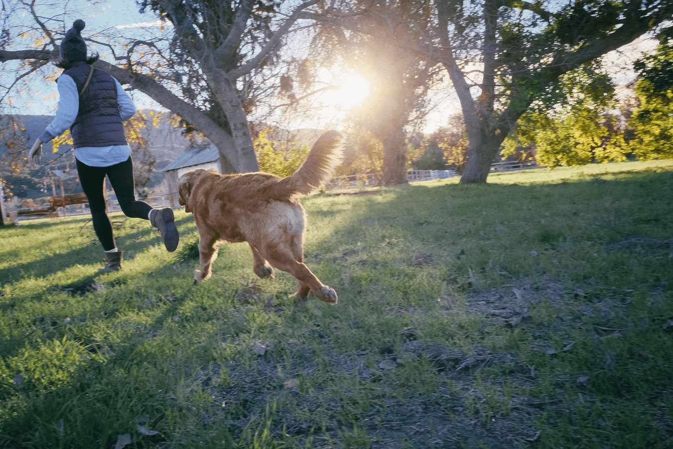 黃金獵犬