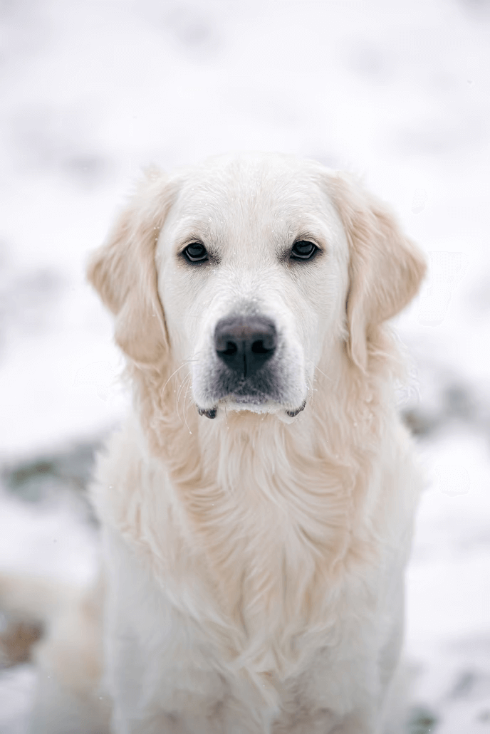 黃金獵犬