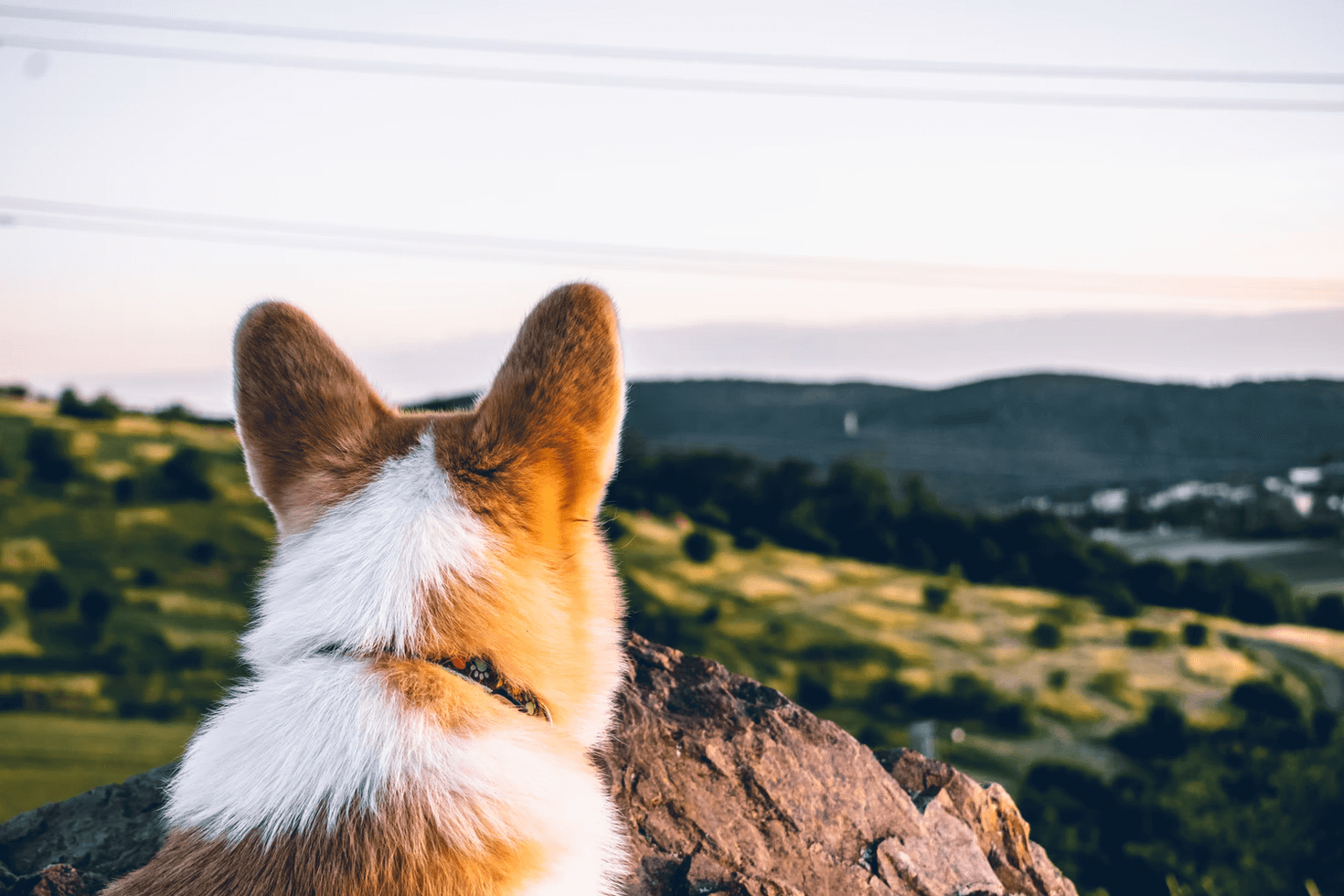 柯基犬