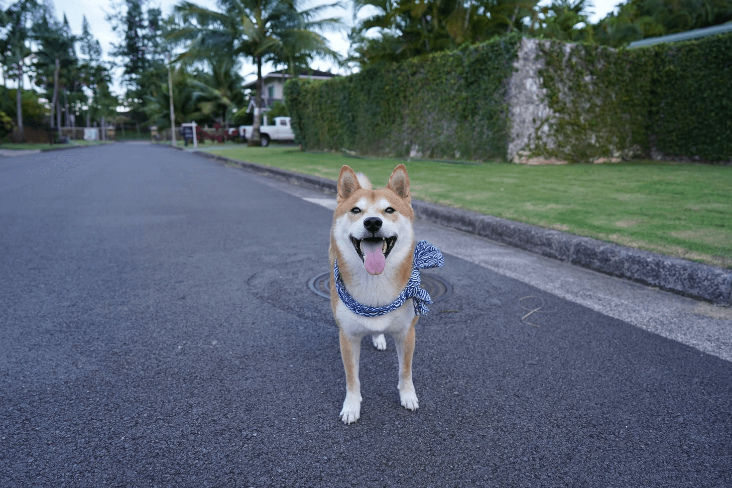 柴犬