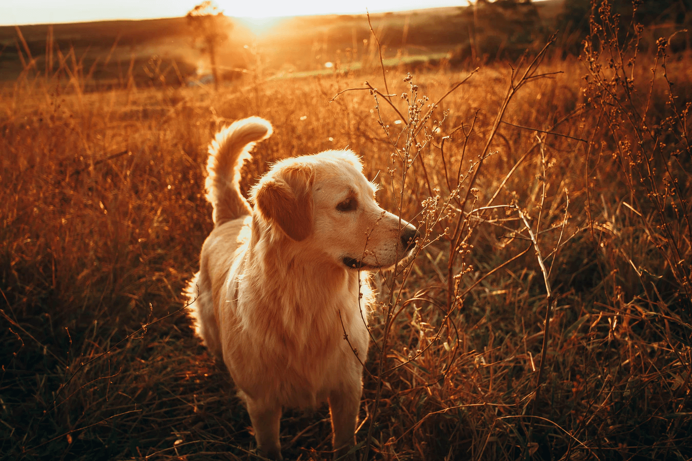 黃金獵犬