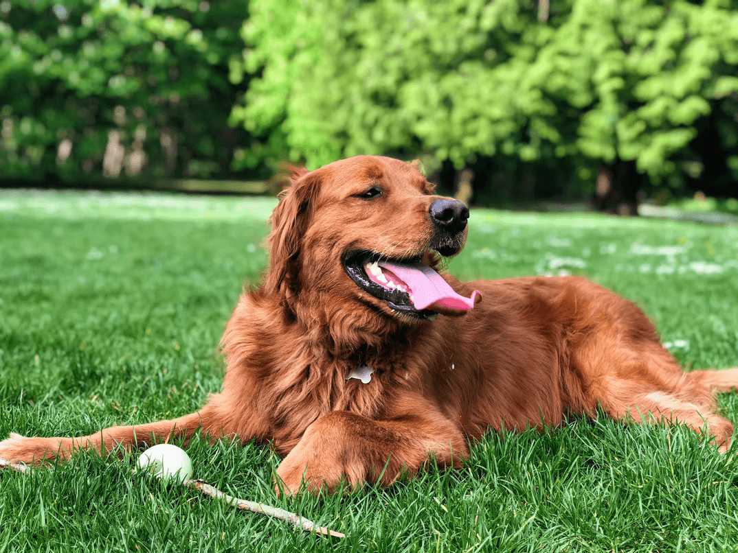 黃金獵犬