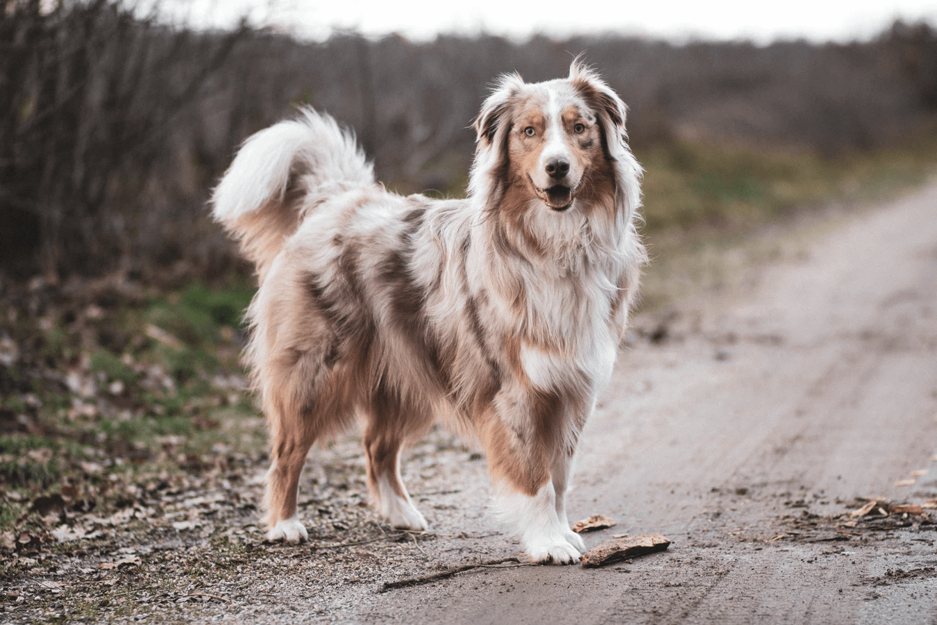 牧羊犬