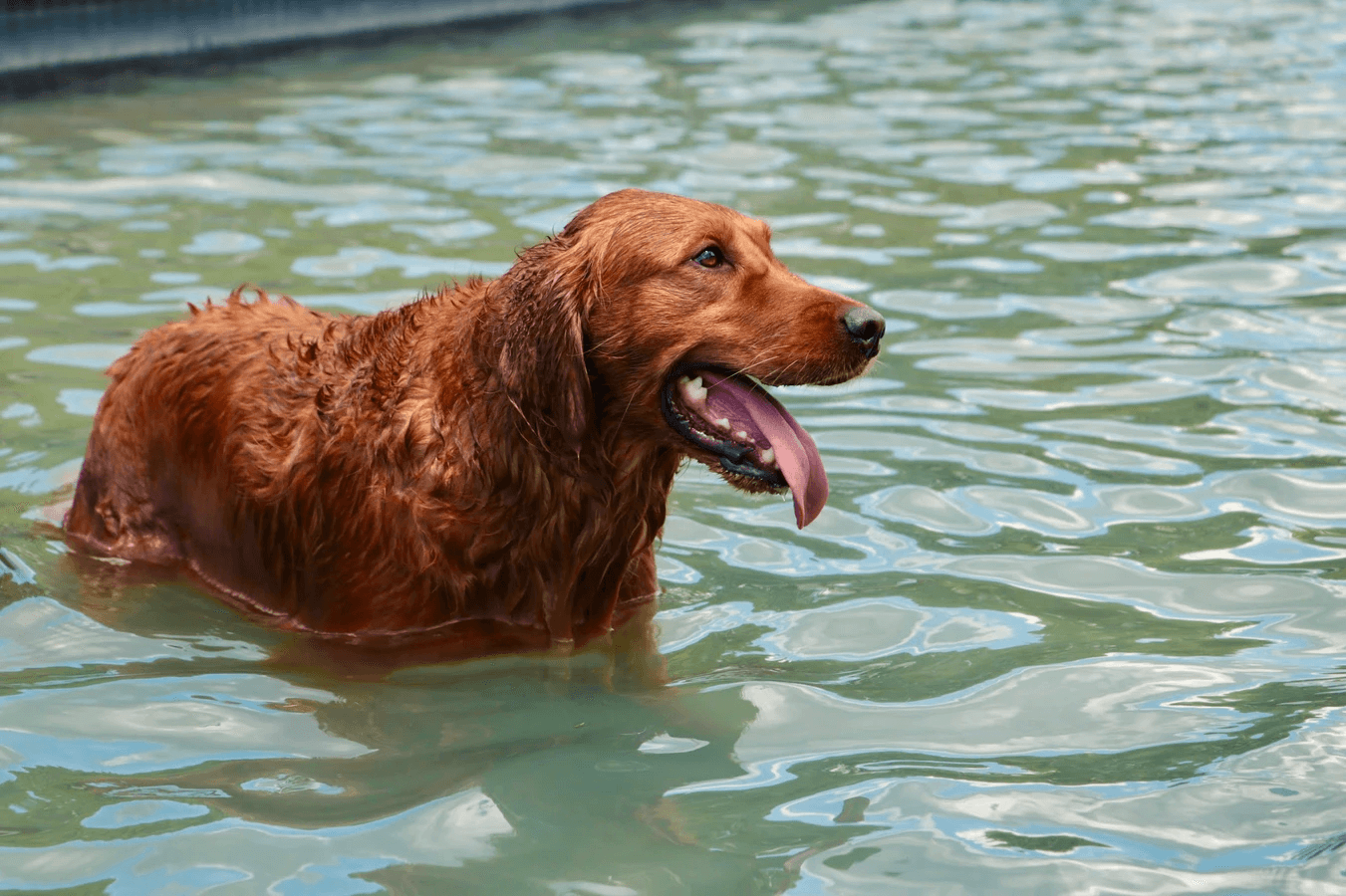 黃金獵犬